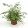 Bridal Creeper, Asparagus Fern Seed - Packet thumbnail number null